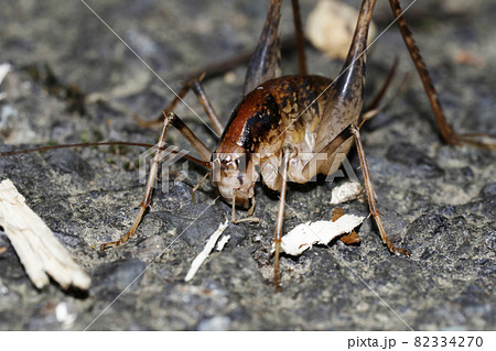 コノシタウマ 82334270