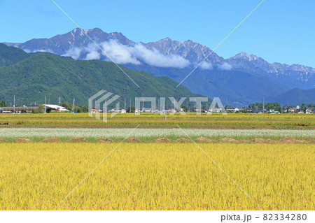 黄金色の山麓から望む秋の北アルプス 82334280