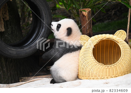 タイヤが好きな赤ちゃん灰色パンダ 82334609