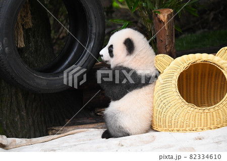 タイヤが好きな赤ちゃん灰色パンダ 82334610
