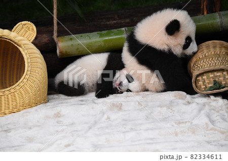 お尻で踏まれても平気な赤ちゃんパンダ 82334611