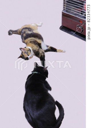 ストーブの前の同居猫 82334773