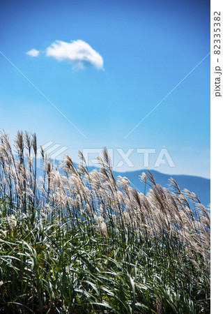 ススキと雲 ススキと雲 82335382