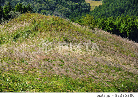 秋風に揺れるススキの大群 秋風に揺れるススキの大群 82335386
