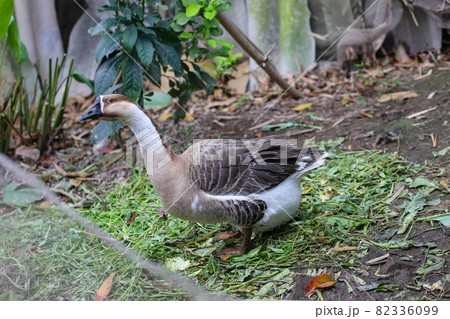 Chinese goose in the garden 82336099