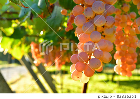 北杜市白州町、醸造用ブドウ栽培 82336251