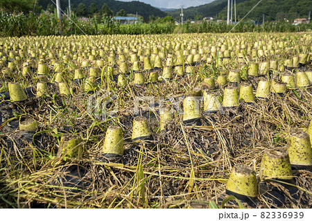 キムチ 秋 野菜 82336939