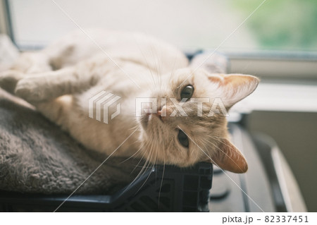 くつろぐ猫 くつろぐ猫 82337451