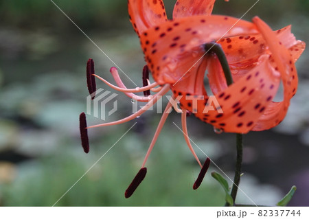 オニユリの花弁と水玉 オニユリの花弁と水玉 82337744