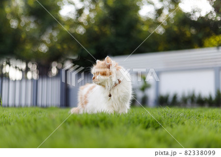 The cute Persian cat sitting on the green grass field, and looking something, selective focus shallow depth of field The cute Persian cat sitting on the green grass field, and looking something, selective focus shallow depth of field 82338099