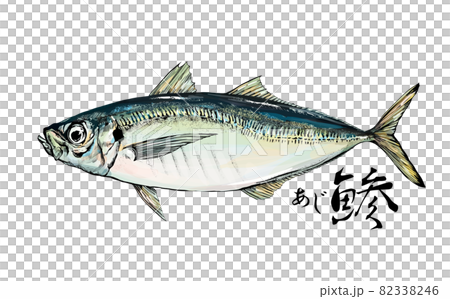 Illustration of horse mackerel --Transparent background --Cut out 82338246