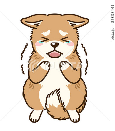 Frightened shiba inu - Stock Illustration [82338441] - PIXTA