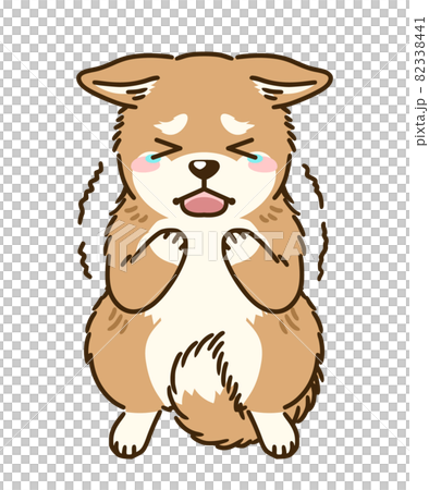 Frightened shiba inu 82338441