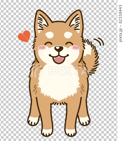 懐く柴犬 82338443