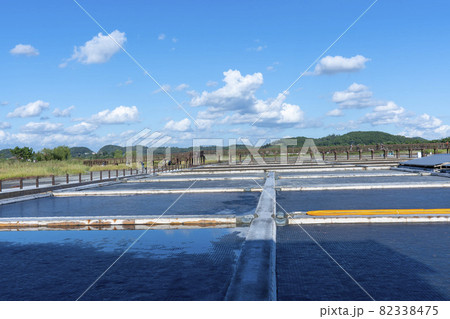 空 風景 葦 82338475