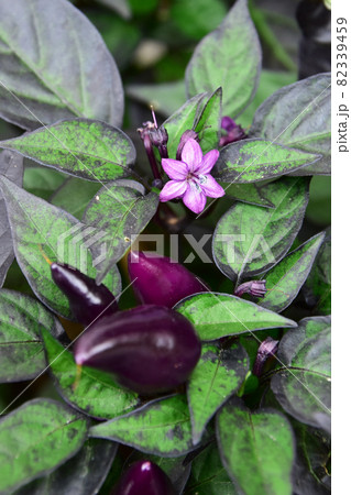 観賞用トウガラシの花 観賞用トウガラシの花 82339459