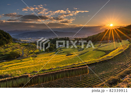 《長野県》黄金色の田園風景・稲倉の棚田 82339911
