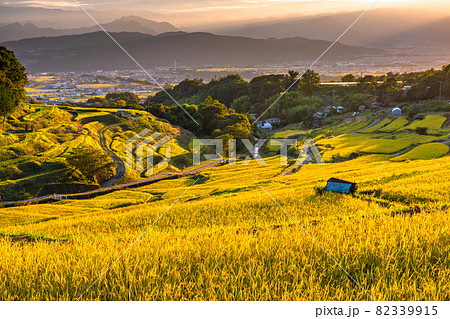 《長野県》黄金色の田園風景・稲倉の棚田 82339915
