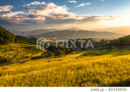 《長野県》黄金色の田園風景・稲倉の棚田 82339930