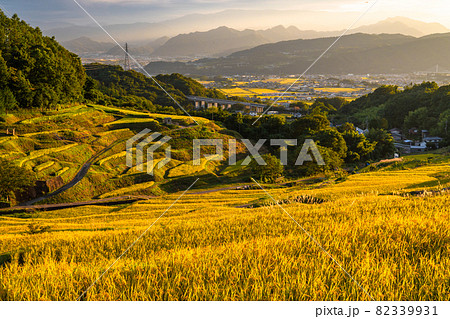 《長野県》黄金色の田園風景・稲倉の棚田 82339931
