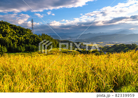 《長野県》黄金色の田園風景・稲倉の棚田 82339959