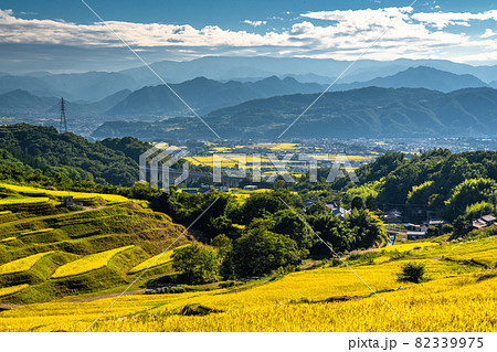 《長野県》黄金色の田園風景・稲倉の棚田 82339975