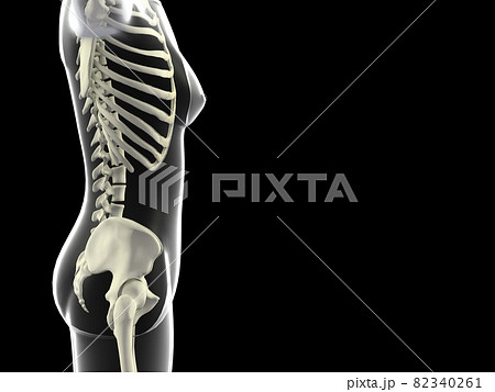 人体骨格　女性　骨　スケルトンCG　人間　体 82340261