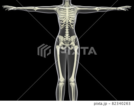 人体骨格 女性 骨 スケルトンcg 人間 体のイラスト素材