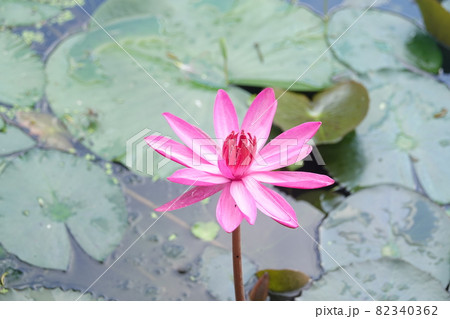 赤いスイレンの花と葉っぱ 82340362