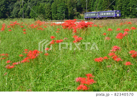 彼岸花と関西本線の列車の写真素材