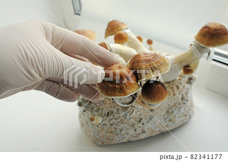 Mycelium block of psilocybin psychedelic mushrooms Golden Teacher Mycelium block of psilocybin psychedelic mushrooms Golden Teacher 82341177