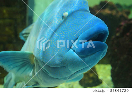 ナポレオンフィッシュ メガネモチノウオの写真素材 [82341720] - PIXTA