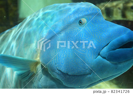 【超美品,希少種】ナポレオンフィッシュ（メガネモチノウオ）樹脂封入標本 ナポレオンフィッシュ メガネモチノウオの写真素材 [82341726] - PIXTA