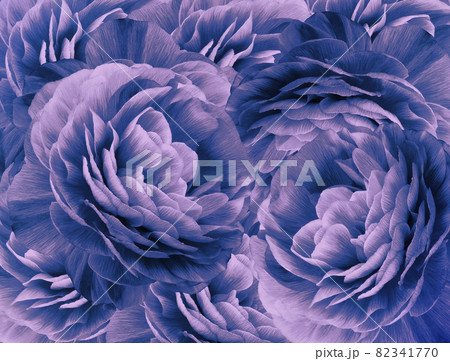 Floral vintage purple-blue background. A bouquet of purple-blue roses flowers. Close-up. floral collage. Flower composition. Nature. Floral vintage purple-blue background. A bouquet of purple-blue roses flowers. Close-up. floral collage. Flower composition. Nature. 82341770
