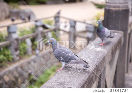 神社にいる鳩 ハトのいる風景 神社にいる鳩 ハトのいる風景 82341784