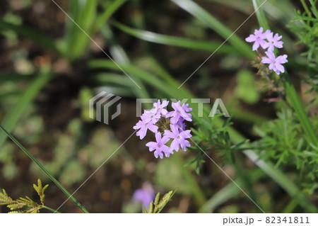 秋の庭に咲くバーベナの紫色の花 82341811