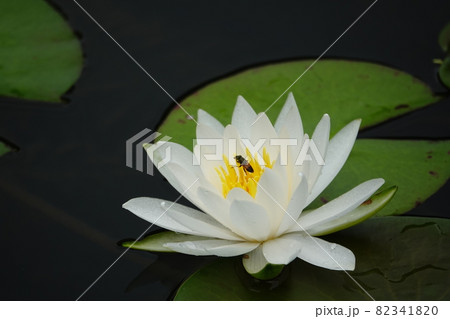 白睡蓮の花蜜吸うハナアブ 82341820