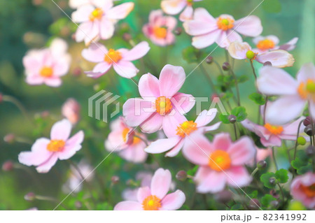 ピンク色の秋明菊（シュウメイギク） 82341992