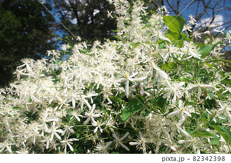 センニンソウの白花の写真素材