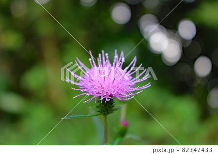 野山に咲くアザミ~静岡県・湖西連峰にて 野山に咲くアザミ~静岡県・湖西連峰にて 82342433