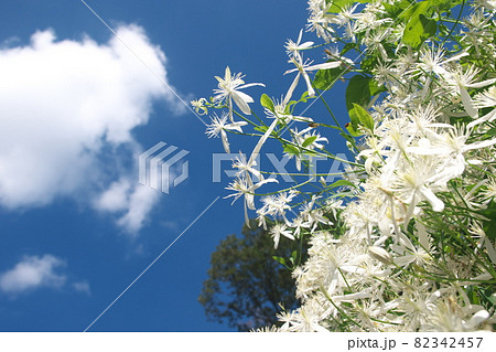 センニンソウの白花【青空背景】 センニンソウの白花【青空背景】 82342457