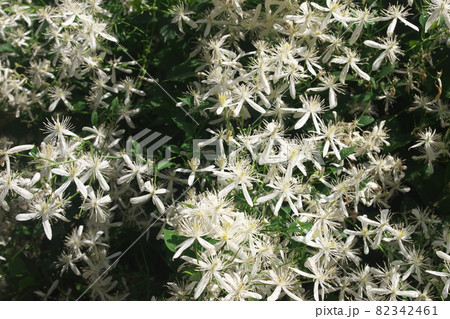 センニンソウの白花 82342461