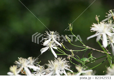 センニンソウの白花【緑背景】 センニンソウの白花【緑背景】 82342553