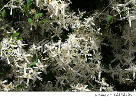 センニンソウの白花 センニンソウの白花 82342556
