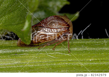 Adult Buffalo Treehopper 82342979