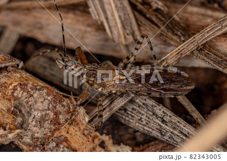 Adult Assassin Bug Adult Assassin Bug 82343005