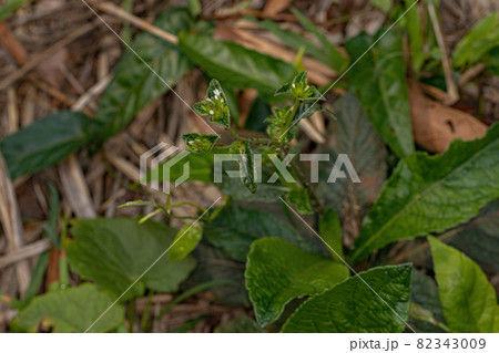 Elephant Foot Plant Elephant Foot Plant 82343009