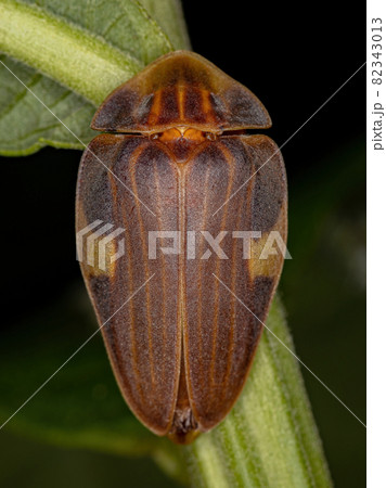 Adult Firefly Beetle 82343013
