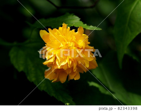 八重咲きヤマブキの花のクローズアップ 八重咲きヤマブキの花のクローズアップ 82343398