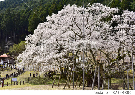 岐阜県本巣市　根尾谷淡墨桜 82344880